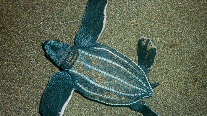 Mengenal Lebih Dekat Penyu Belimbing, Si Penjelajah 10.000 Km